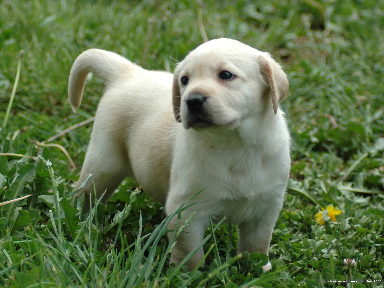 Labrador Retriever Puppies: Labrador Labradorretrieverpuppiesmqyeemfs Breed