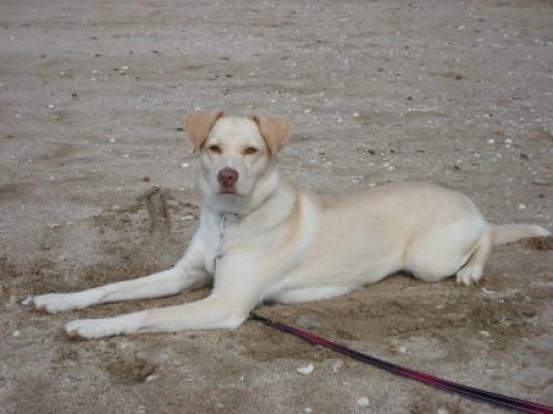 Labrador Husky Dog: Labrador Read Breed