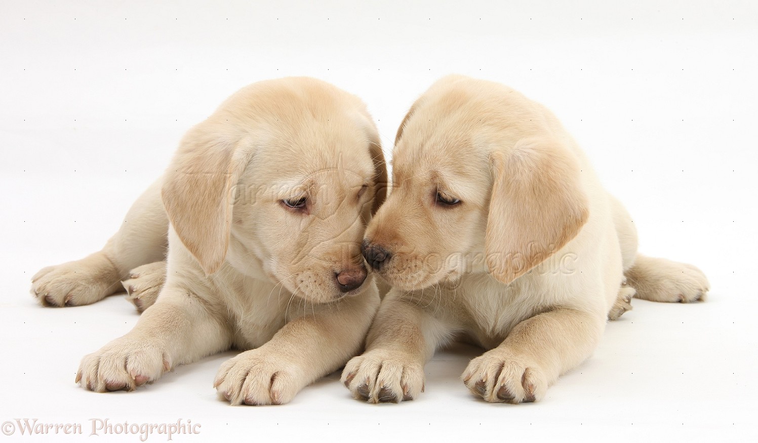 Labrador Retriever Puppies: Labrador Yellow Labrador Retriever Puppies Weeks Old Breed