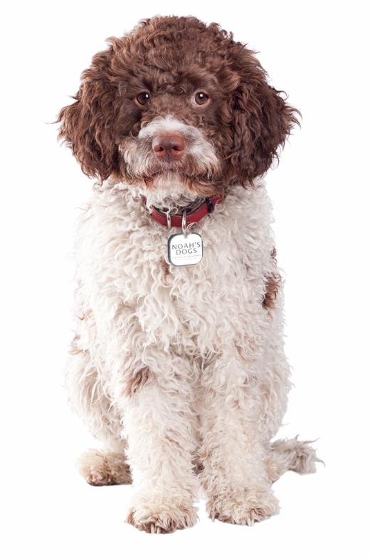Lagotto Romagnolo Dog: Lagotto Dog Breeds Talk About Dogs