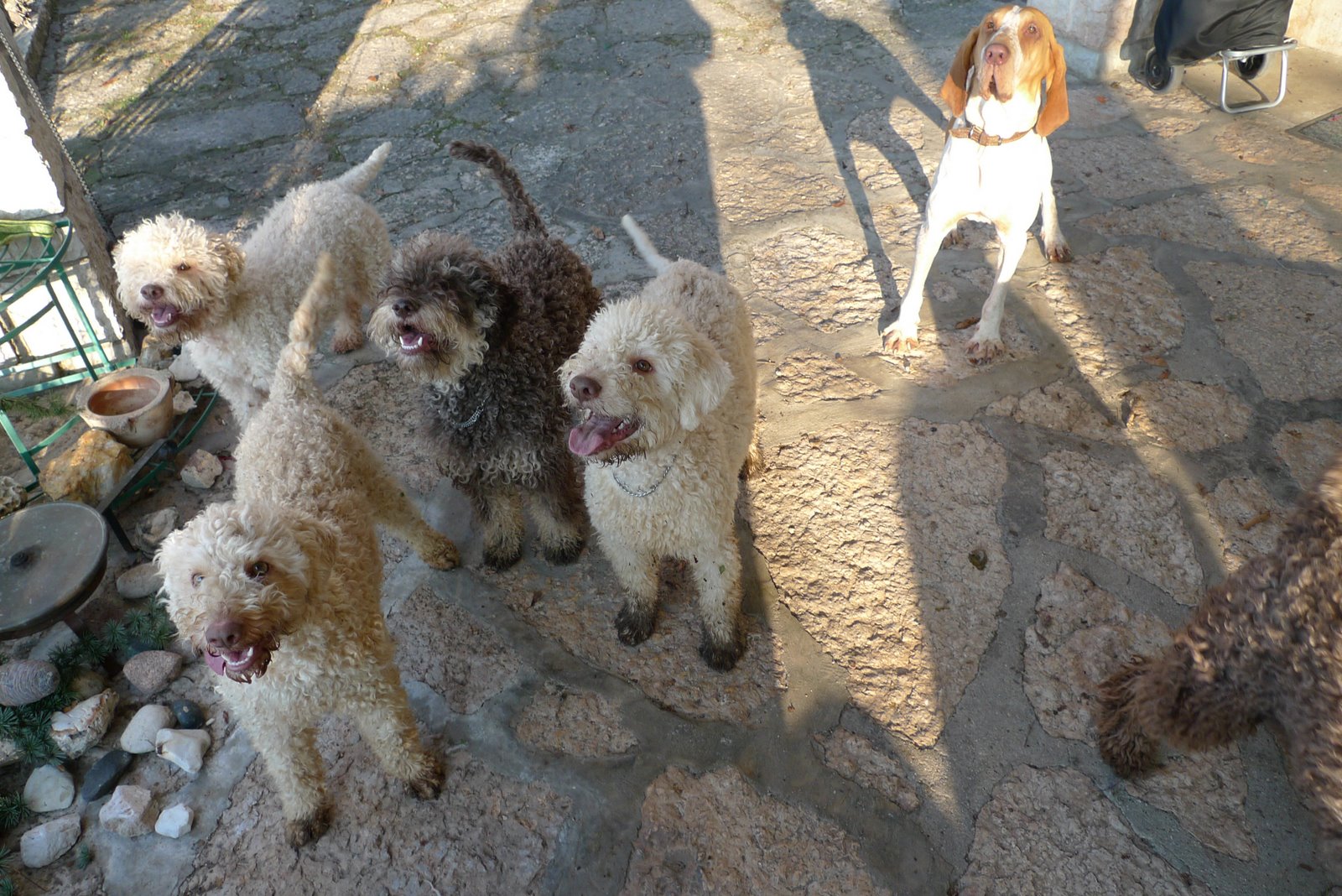 Lagotto Romagnolo Dog: Lagotto Funny Wirehaired Vizsla Dog The Snow And Beautiful Breed