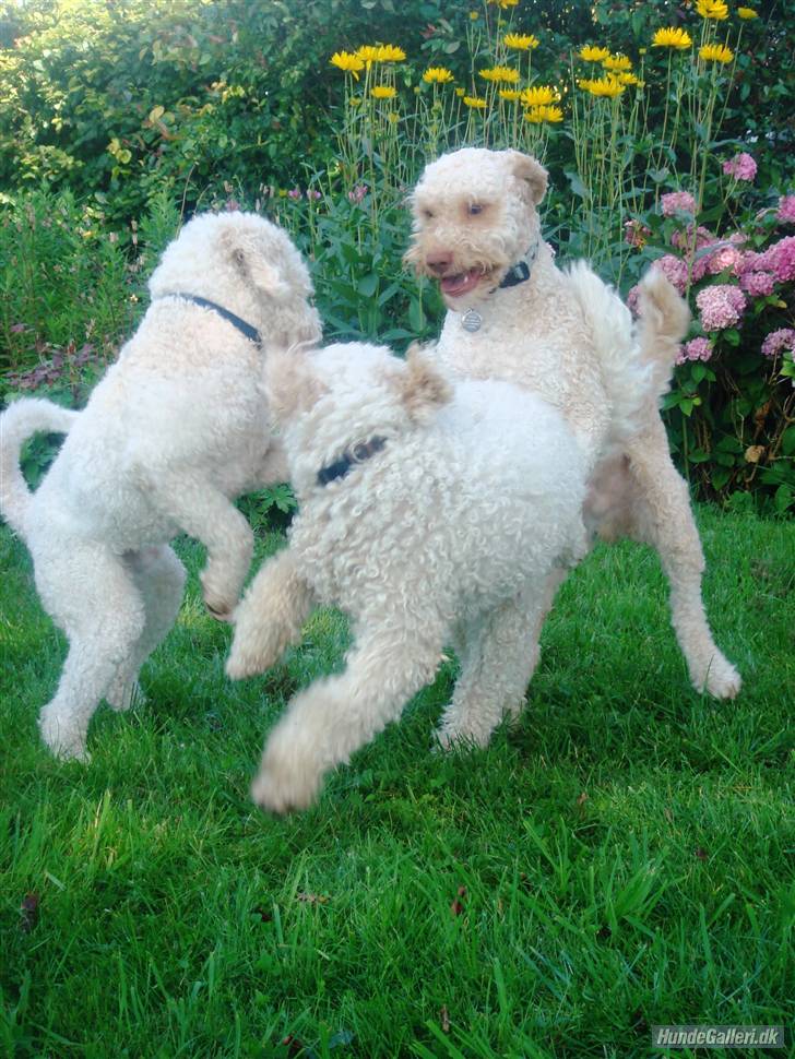 Lagotto Romagnolo Dog: Lagotto Lagotto Romagnolo Puppies Breed