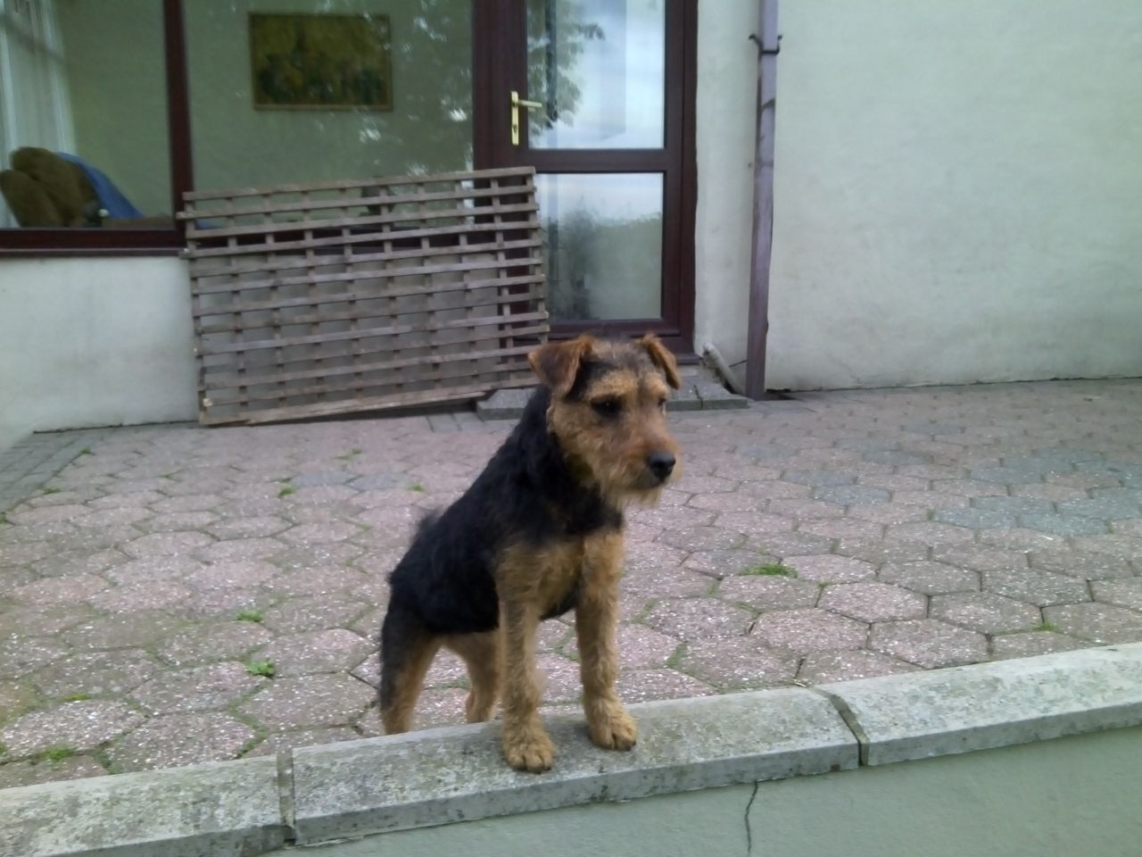 Lakeland Terrier Dog: Lakeland Lakeland Terrier Dog For Sale Consett Breed