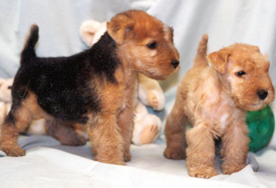 Lakeland Terrier Puppies: Lakeland Lakeland Terrier Dog Puppies Breed