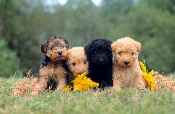 Lakeland Terrier Dog: Lakeland Lakeland Terrier Puppy Pictures Breed