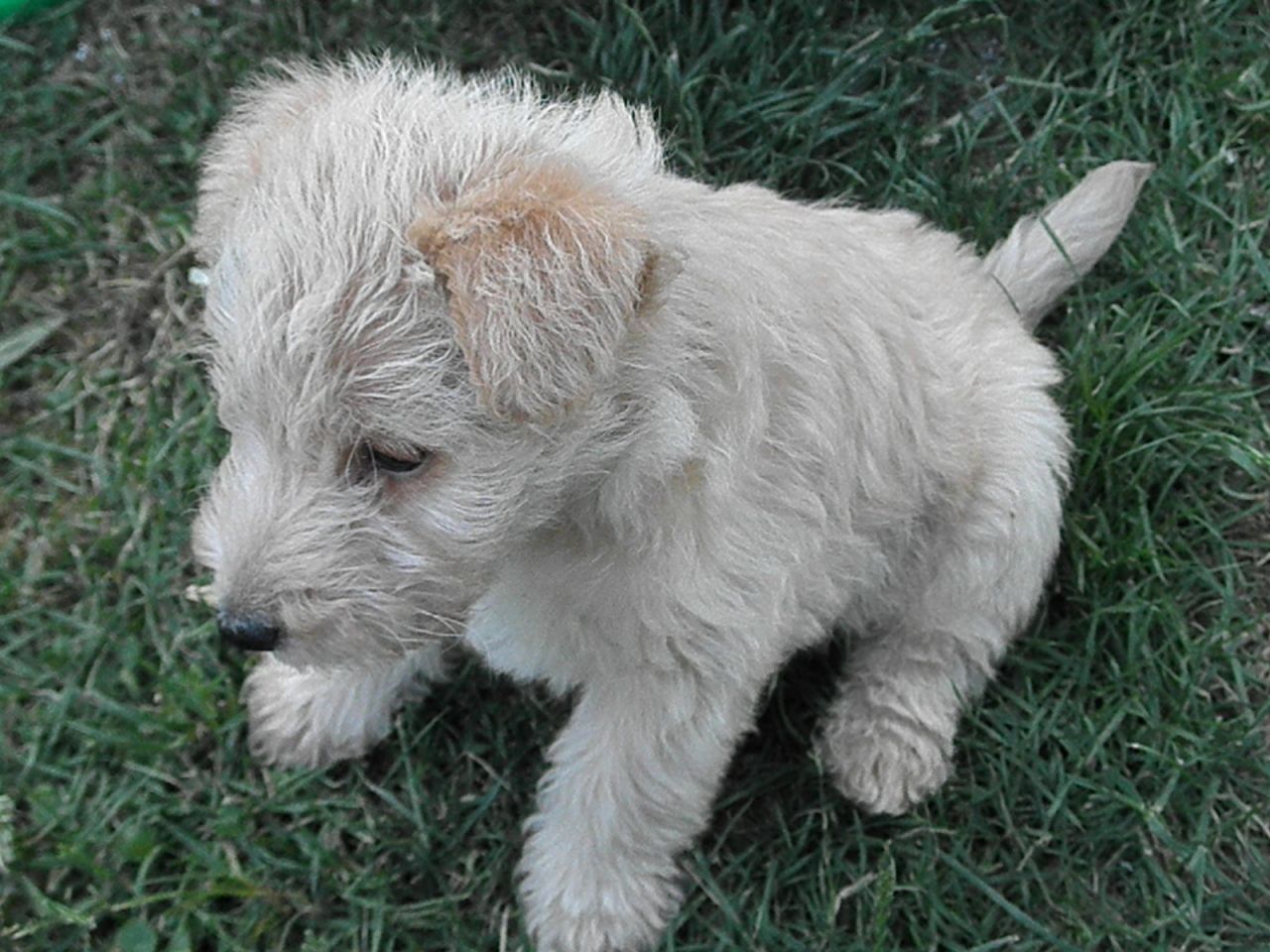 Lakeland Terrier Puppies: Lakeland Pedigree Kc Lakeland Terrier Puppies For Sale Chelmsford Breed