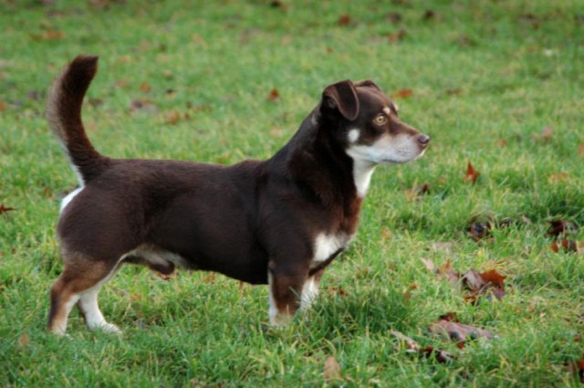 Lancashire Heeler Dog: Lancashire Cute Lancashire Heeler Dog Breed