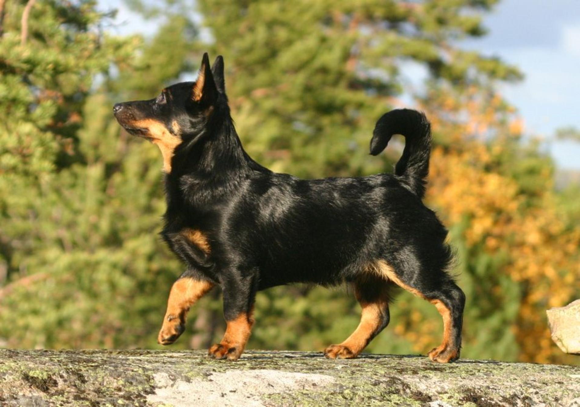 Lancashire Heeler Dog: Lancashire Lancashire Heeler Dog For A Walk Breed