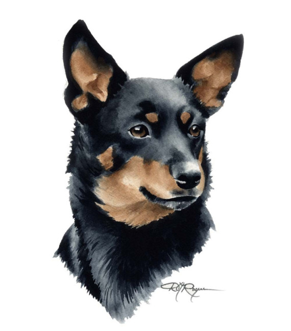 Lancashire Heeler Dog: Lancashire Lancashire Heeler Dog Watercolor Breed