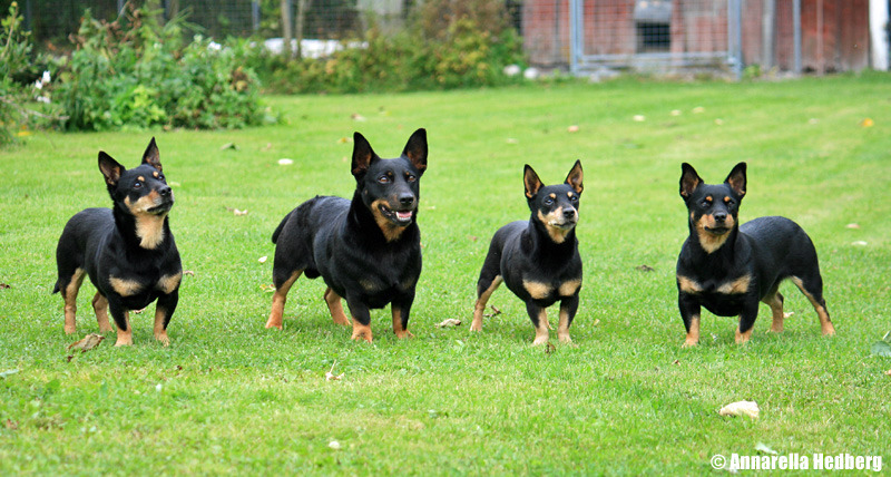 Lancashire Heeler Dog: Lancashire Lancashire Heeler Dogs Breed