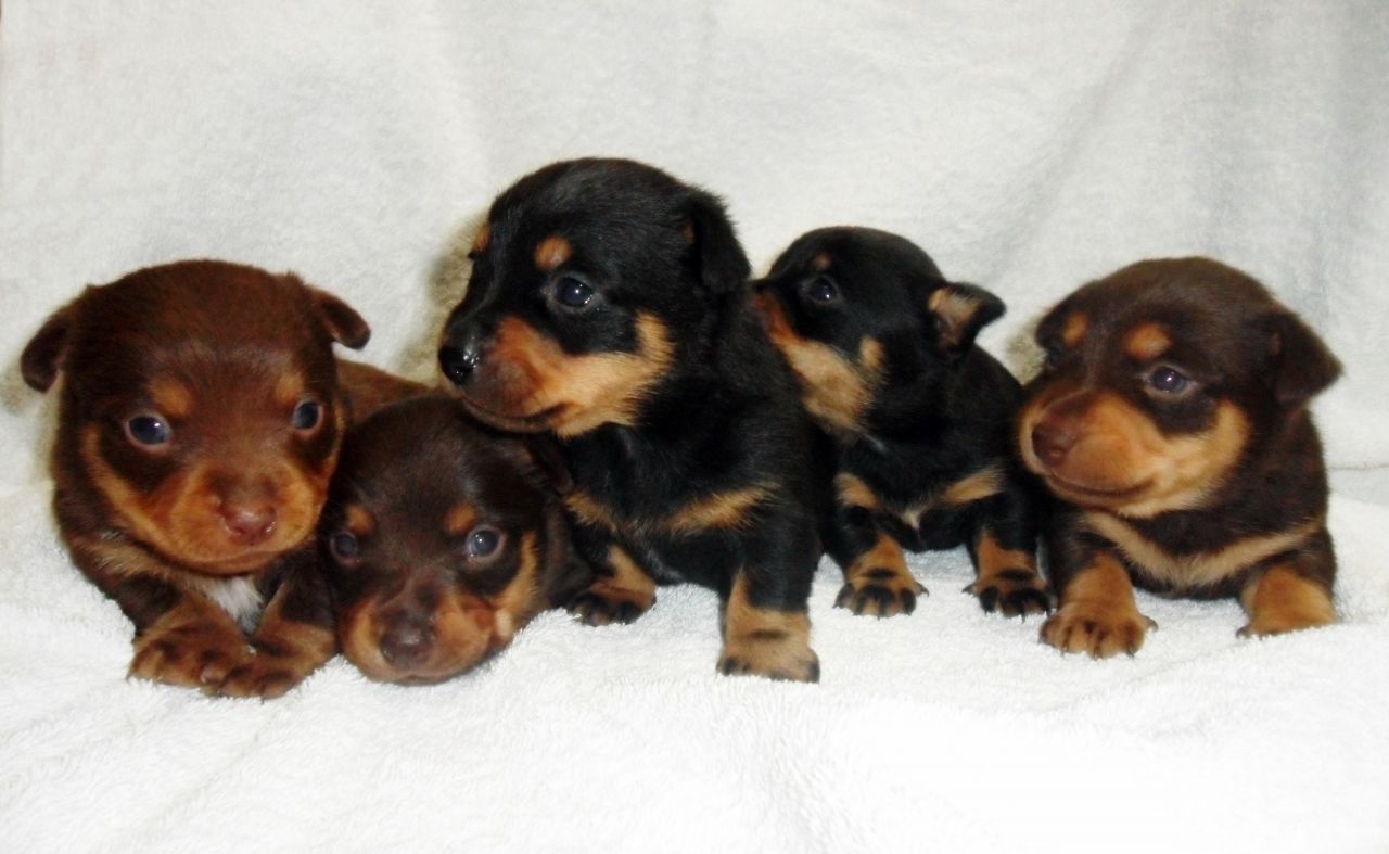 Lancashire Heeler Puppies: Lancashire Lancashire Heeler Puppies For Sale Greenock Breed