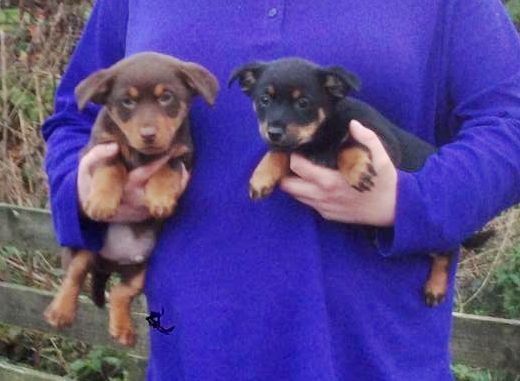 Lancashire Heeler Puppies: Lancashire Lancashire Heeler Puppies Greenock Breed