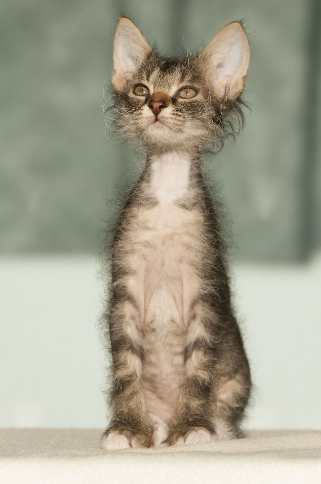 Laperm Kitten: Laperm Adorable Laperm Cat Pictures Breed