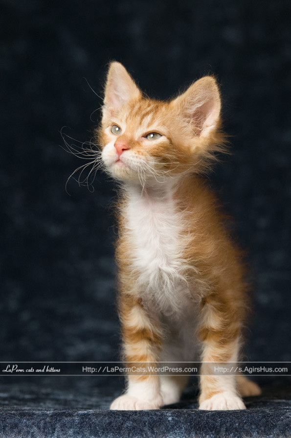 Laperm Cat: Laperm Kittens Breed