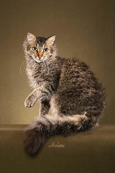 Laperm Cat: Laperm Laperm Cat Breed