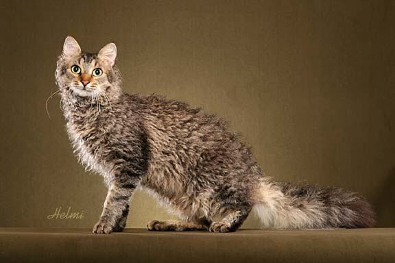 Laperm Cat: Laperm Laperm Cat Picture Breed