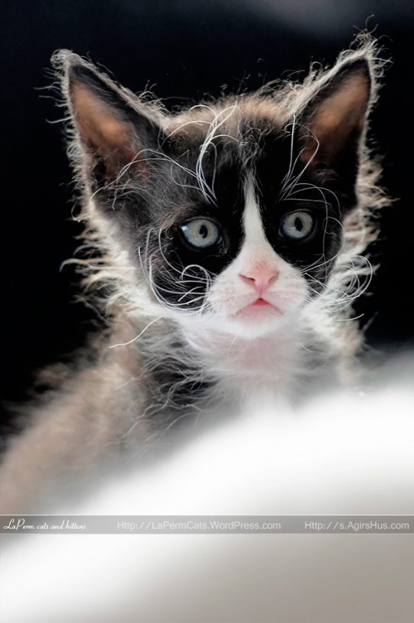 Laperm Cat: Laperm Laperm Kitten Breed