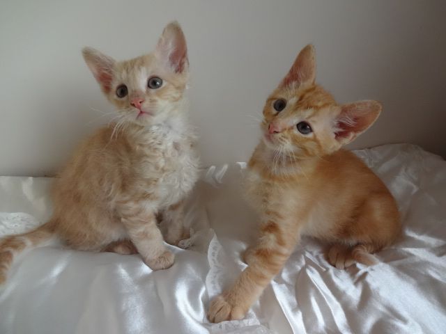 Laperm Kitten: Laperm Laperm Kittens For Sale Poole Breed