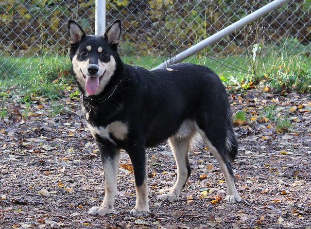 Lapponian Herder Dog: Lapponian Lapponian Herder Dog For A Walk Breed