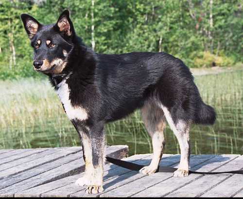 Lapponian Herder Puppies: Lapponian Lovely Lapponian Herder Dog Breed