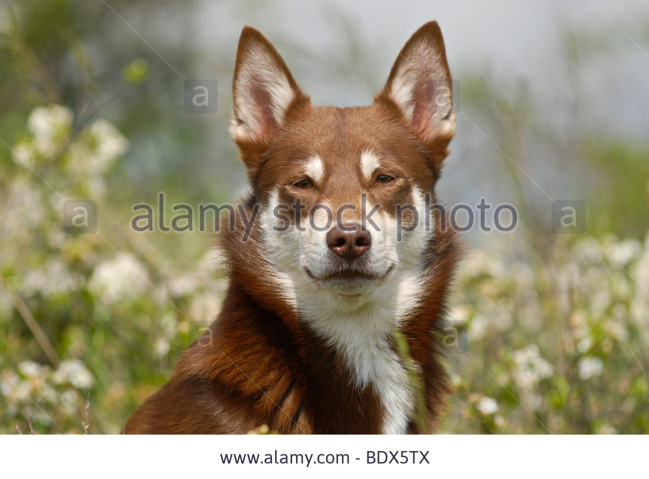 Lapponian Herder Dog: Lapponian Stock Lapponian Herder Lapinporokoira Or Lapp Reindeer Dog Portrait In A Breed