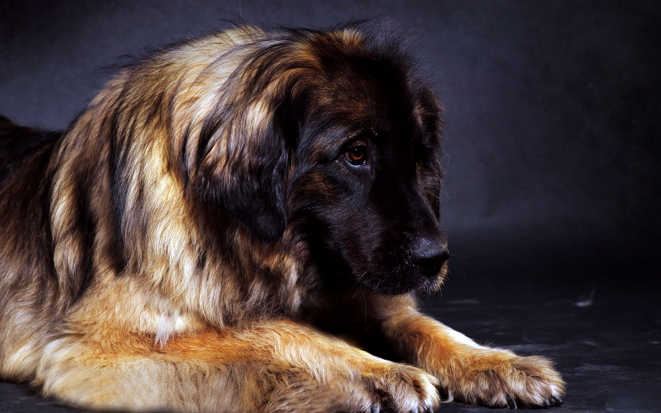 Leonberger Dog: Leonberger Best Leonberger Dog Free Download Breed