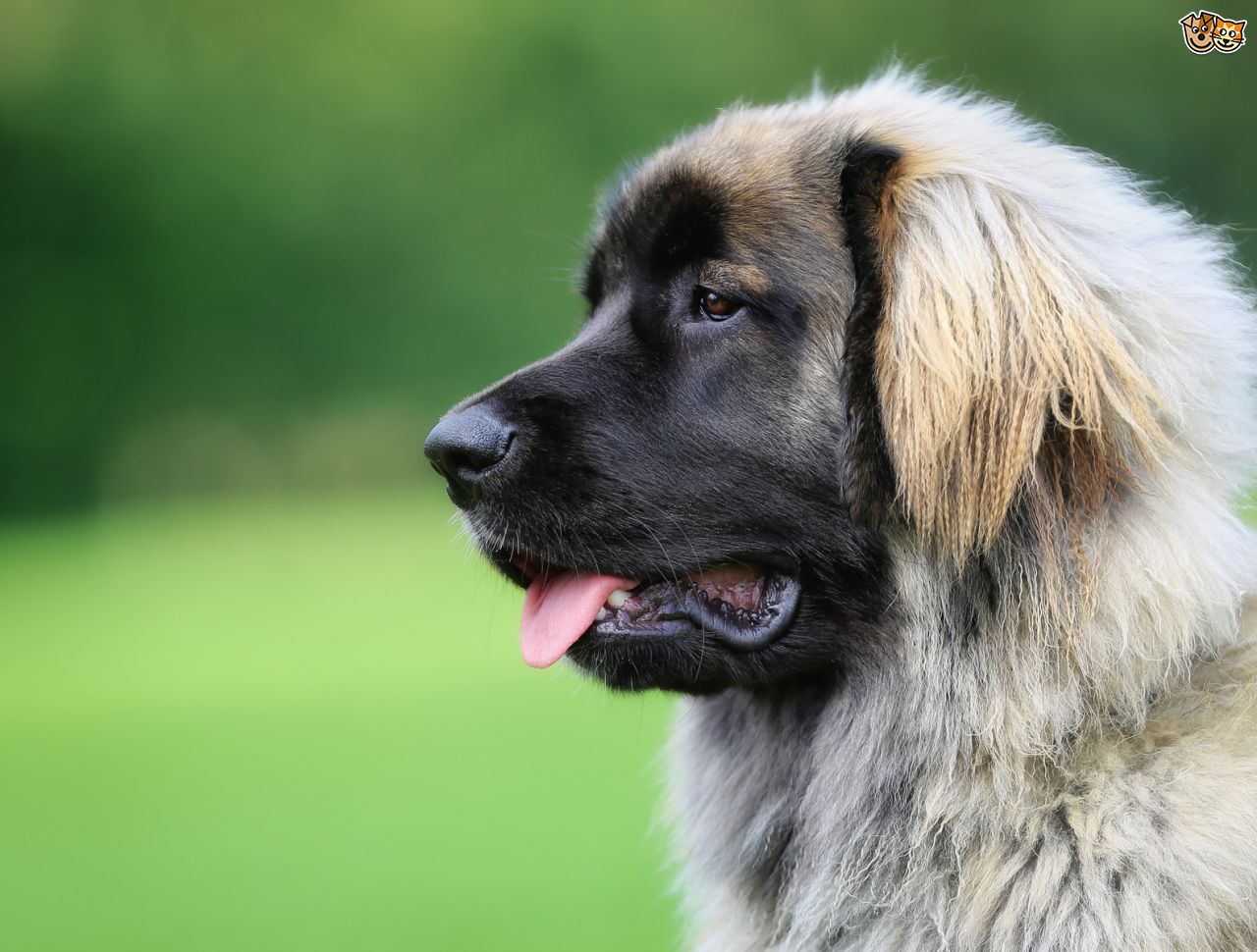 Leonberger Dog: Leonberger Leonberger Dog Health And Longevity Breed