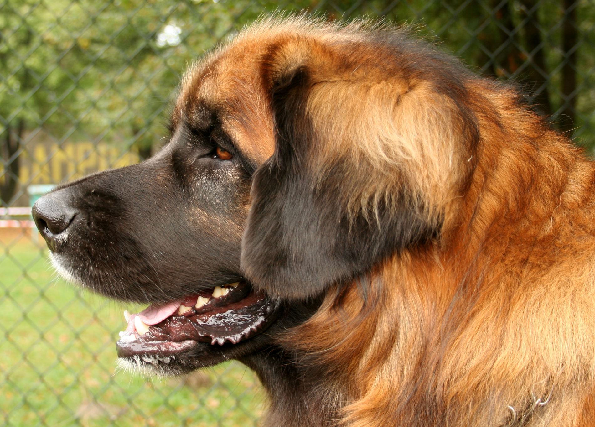 Leonberger Dog: Leonberger View Leonbergerdog Other Breed
