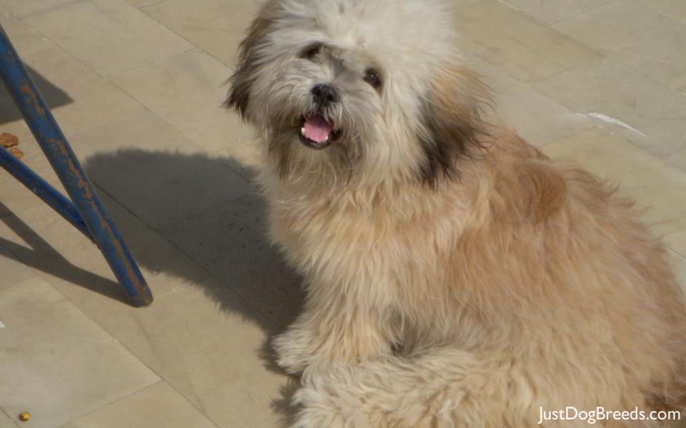 Lhasa Apso Dog: Lhasa Lhasa Apso Breed