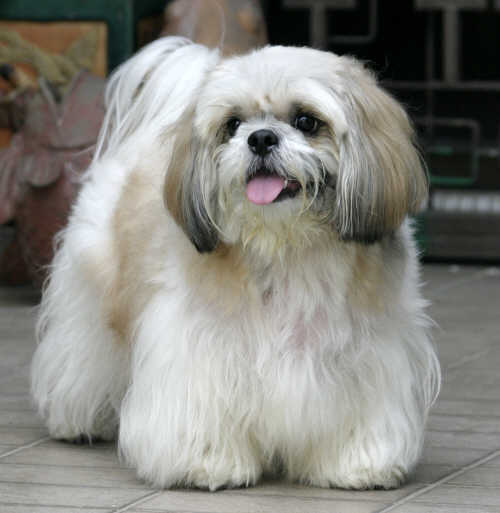 Lhasa Apso Dog: Lhasa Puppy Cut Lhasa Apso Breed