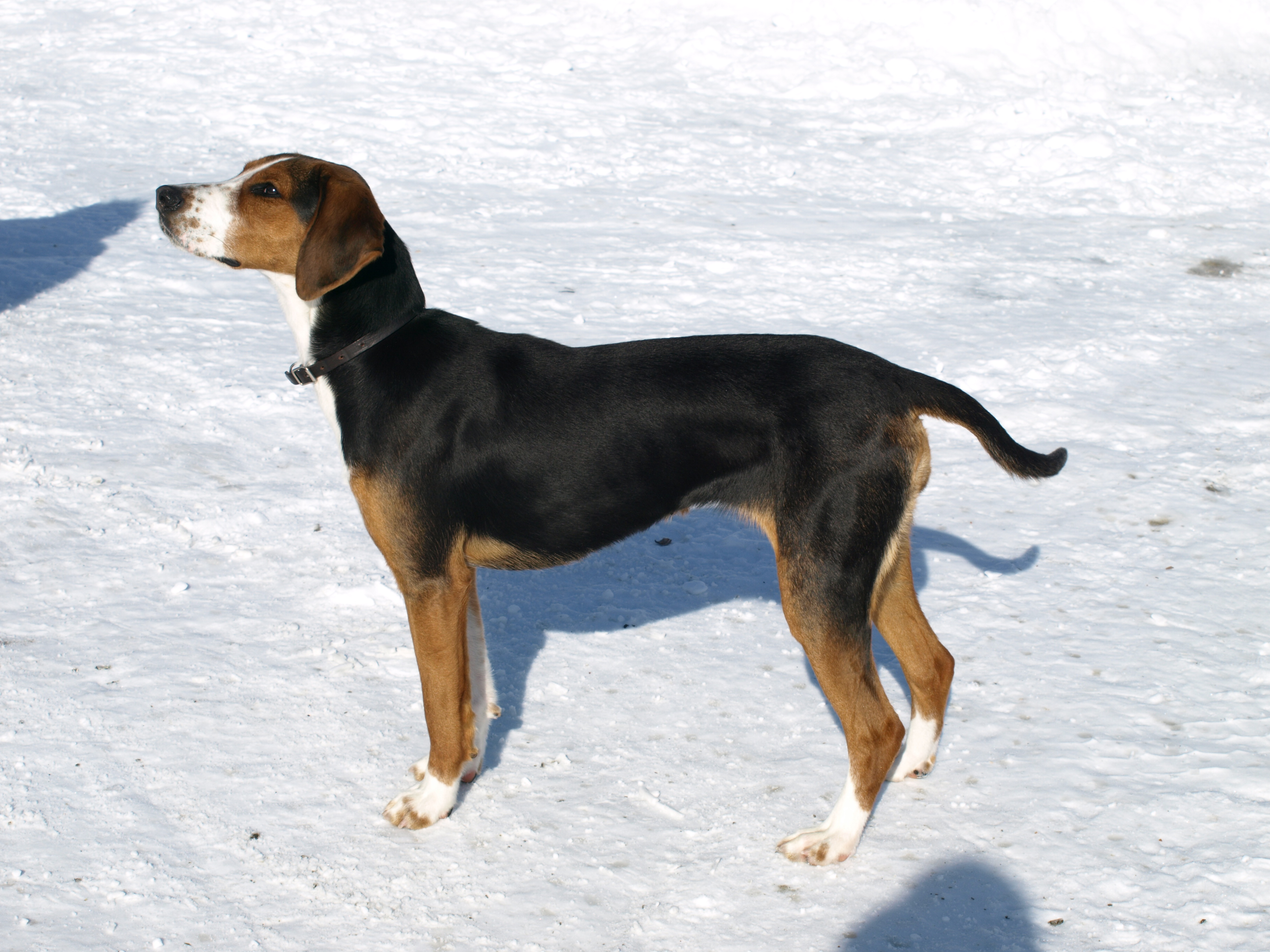 Lithuanian Hound Puppies: Lithuanian Dic Breed