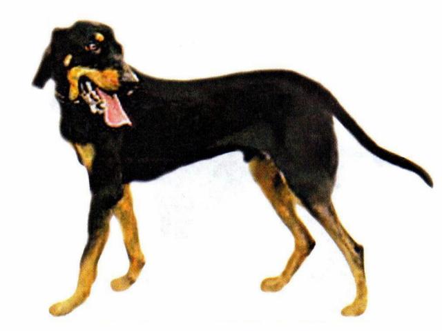 Lithuanian Hound Dog: Lithuanian Drawn Lithuanian Hound Picture Breed