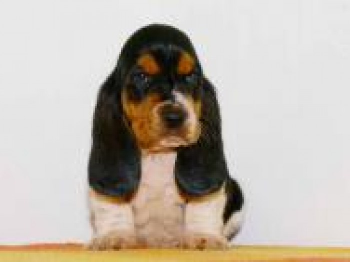 Lithuanian Hound Puppies: Lithuanian Engad Breed