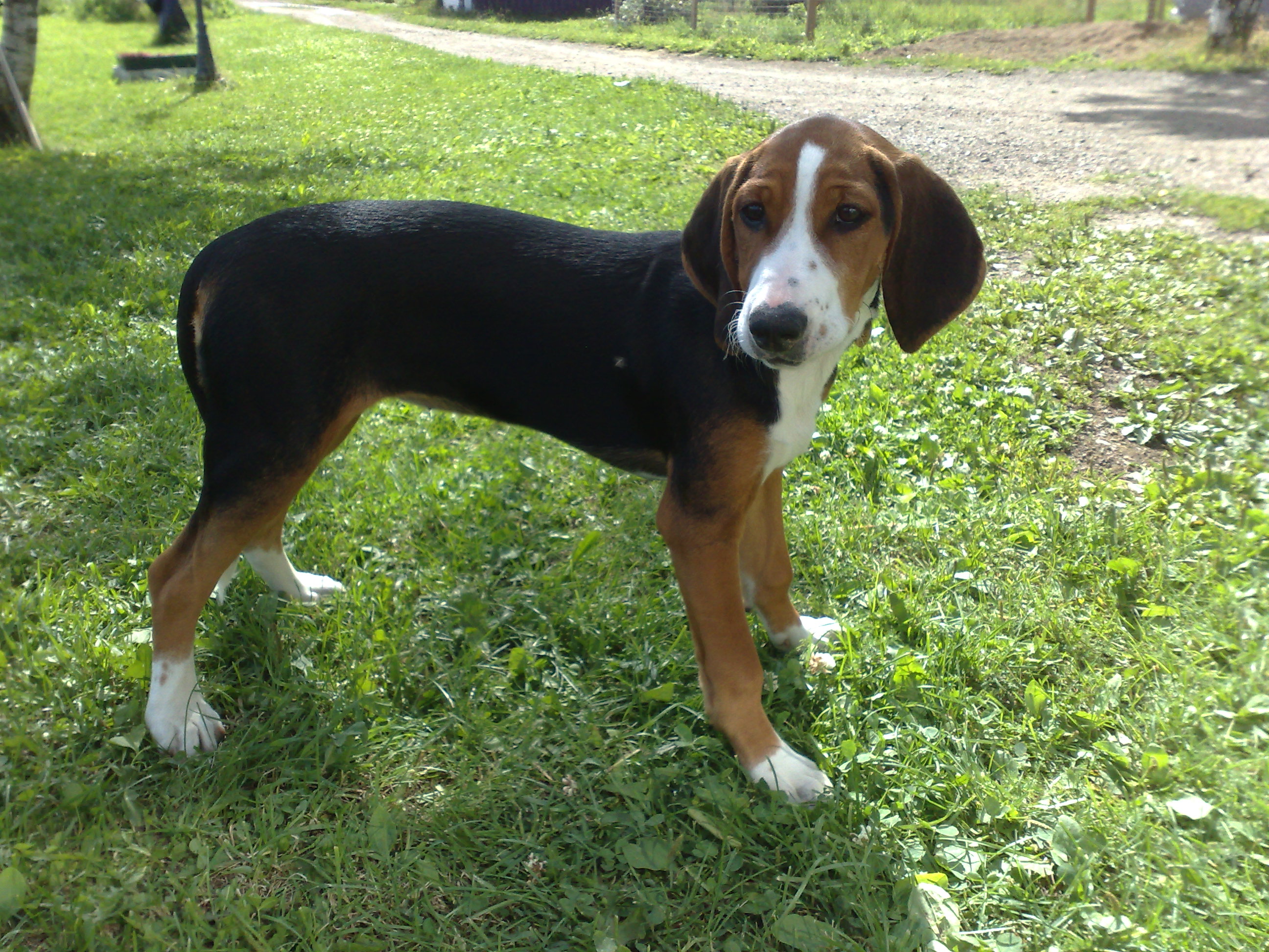 Lithuanian Hound Puppies: Lithuanian Finnish Hound Breed