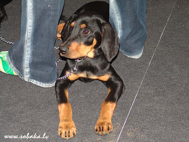 Lithuanian Hound Dog: Lithuanian Index Breed