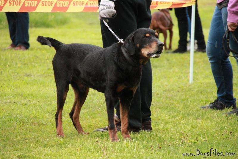 Lithuanian Hound Puppies: Lithuanian Lithuanian Hound Puppies Breed