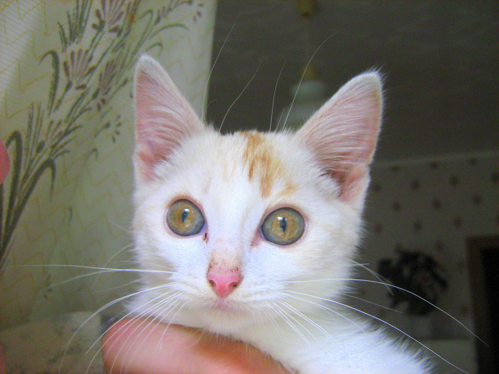 Russian White Kitten: Little White Kitten Breed