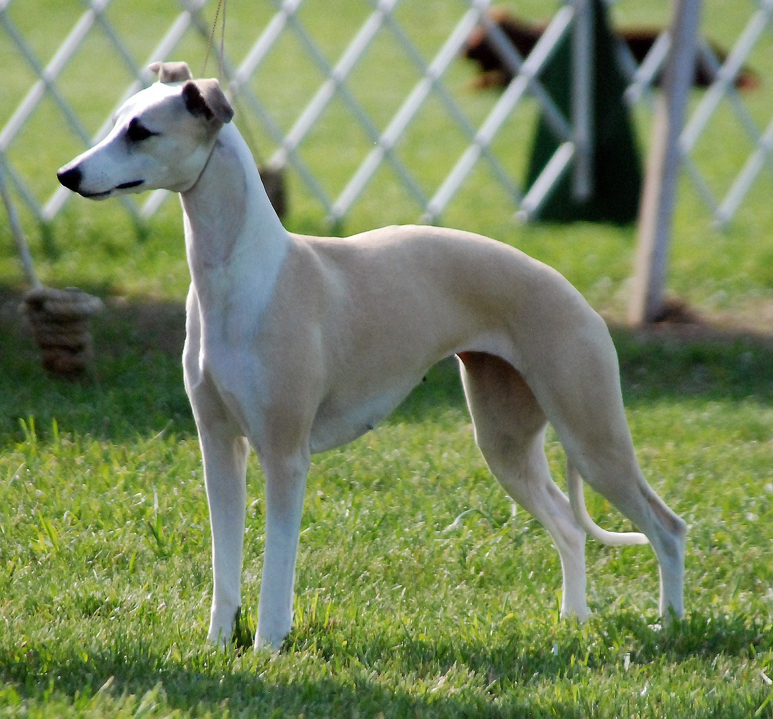 Longhaired Whippet Dog: Longhaired Cute Longhaired Whippet Dog Breed