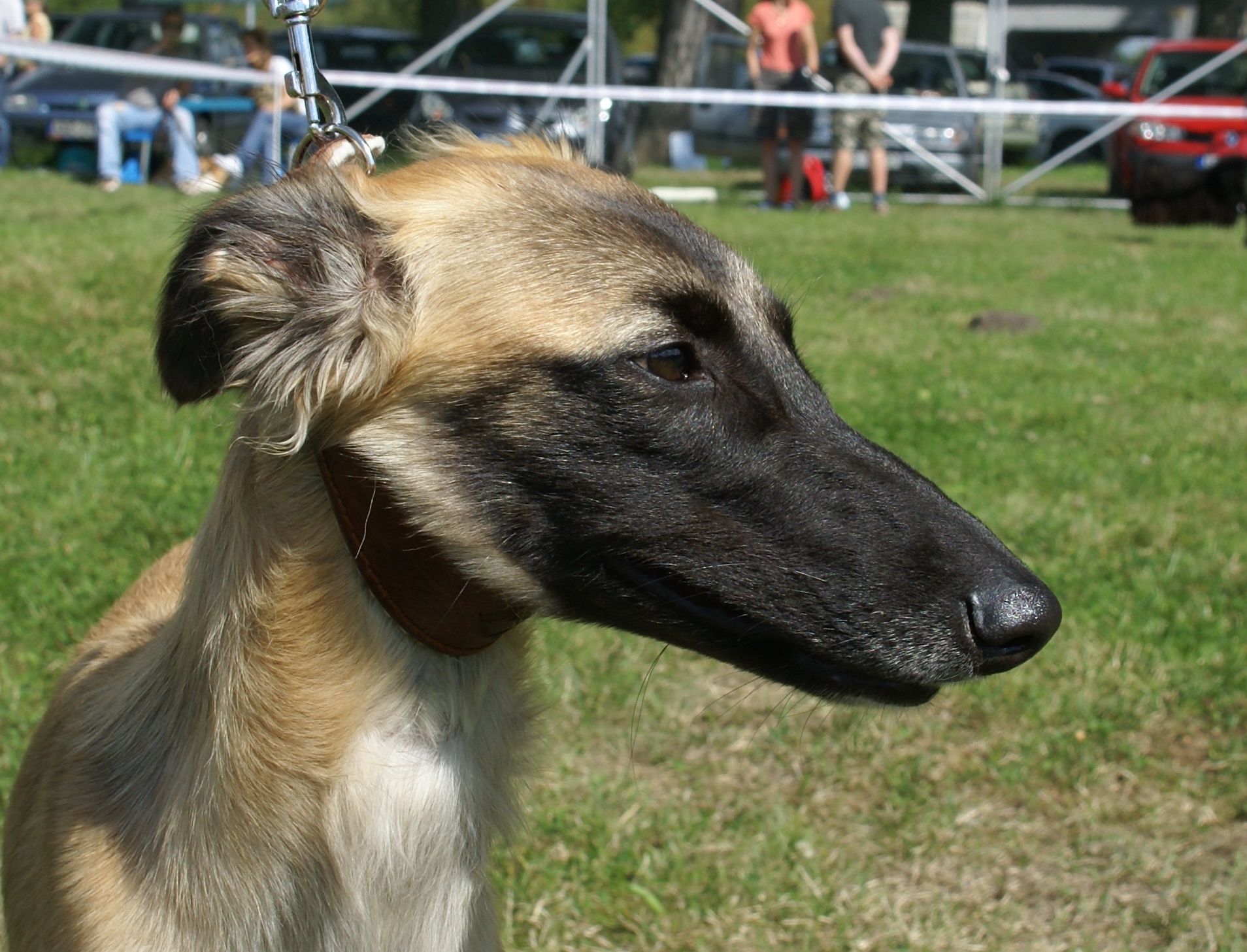 Longhaired Whippet Dog: Longhaired Dic Breed