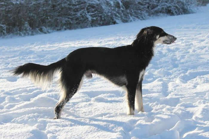 Longhaired Whippet Dog: Longhaired Longhaired Whippet Stud Dogs Breed