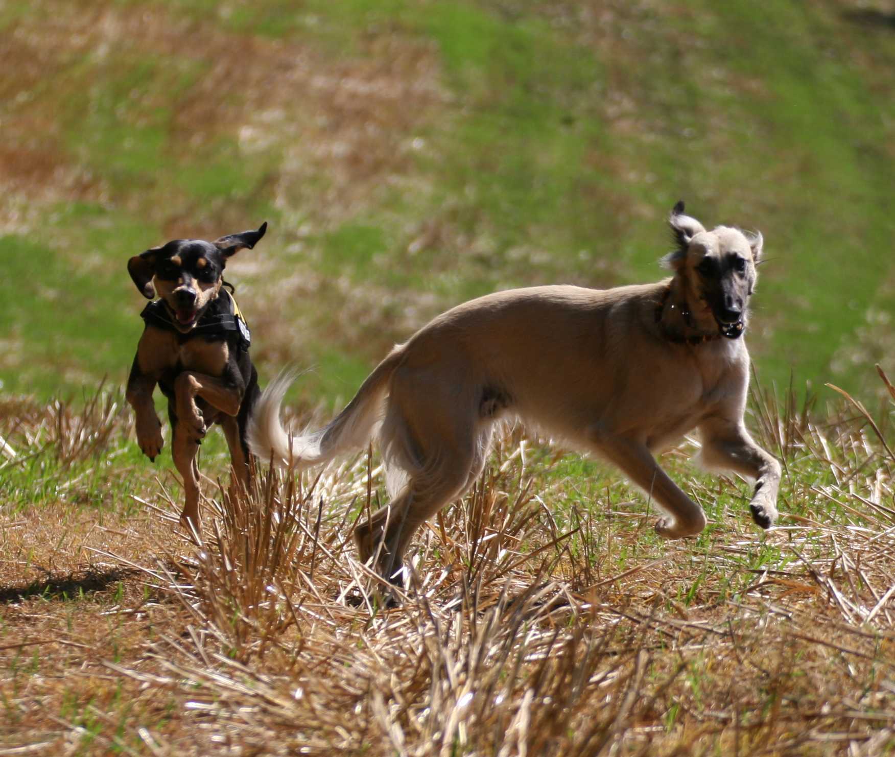Longhaired Whippet Dog: Longhaired Running Longhaired Whippet Dog Breed