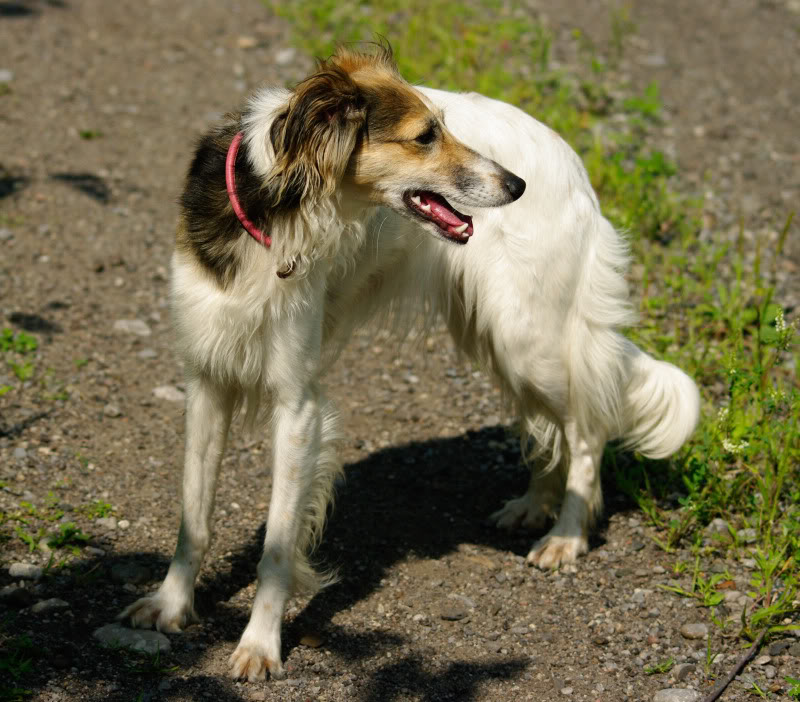 Longhaired Whippet Dog: Longhaired Showthread Breed