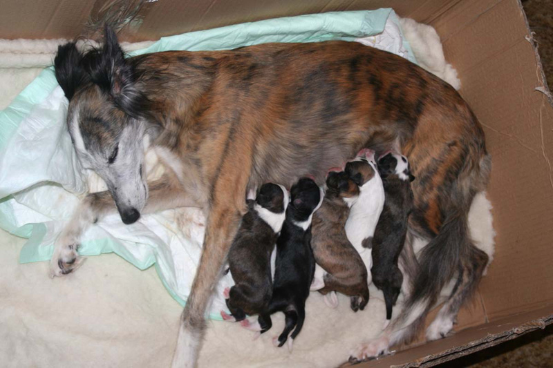 Longhaired Whippet Puppies: Longhaired Stenataen Breed