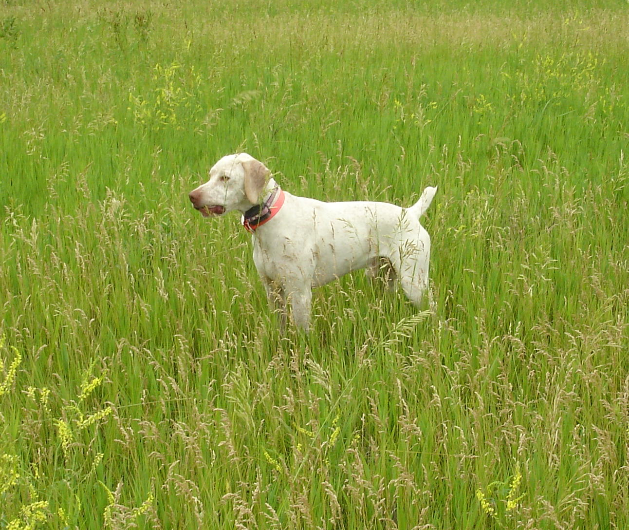 Braque du Bourbonnais Dog: Lovely White Braque Du Bourbonnais Dog Breed
