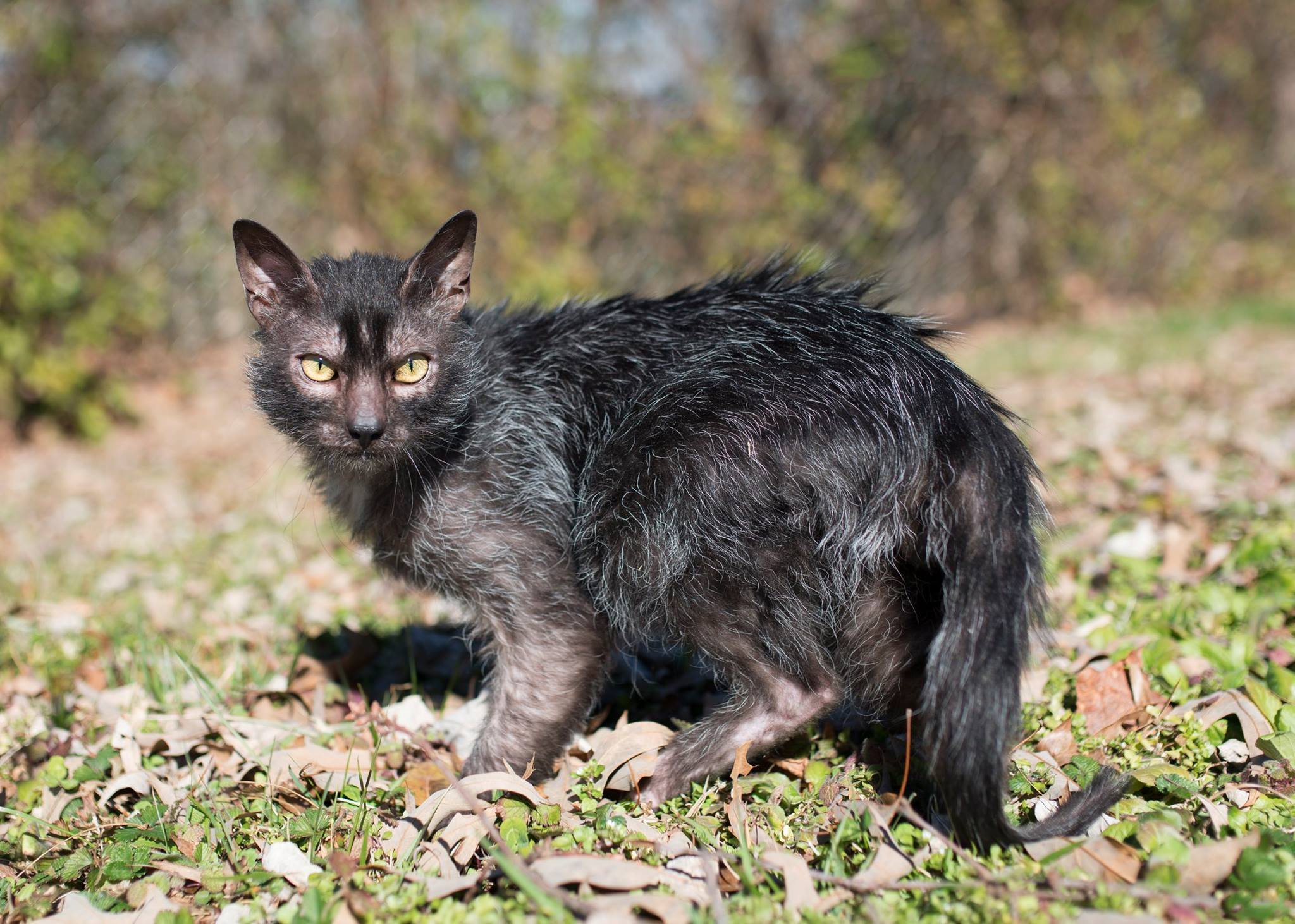 Lykoi Cat: Lykoi Lykoi Cats Dna Mutation Werewolf Gobble Breed 