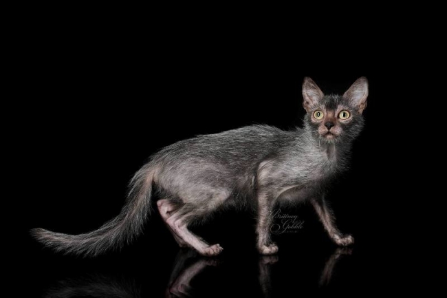 Lykoi Cat: Lykoi Lykoi Werewolf Cats Behave Dogs Hot New Breed