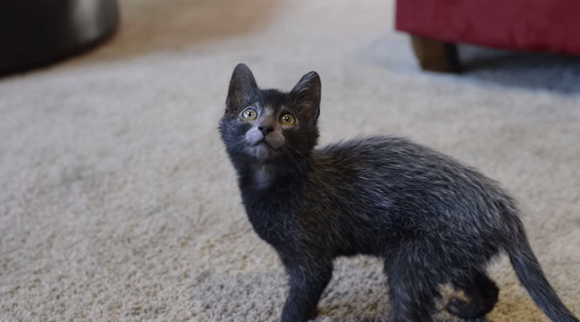 Lykoi Cat: Lykoi S Of Hairless Cat Breeds That Will Capture Your Cat Lady Heart