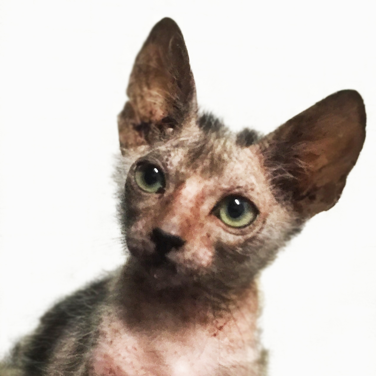 Lykoi Cat: Lykoi Worlds Rarest Cat Found Bush Cape Town Breed