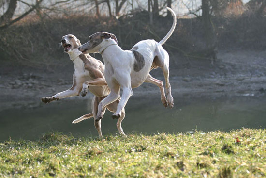 Magyar Agár Puppies: Magyar Httpwwwsighthound Trophycommadbpicsphpozgtjpg Breed