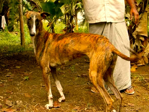 Mahratta Greyhound Dog: Mahratta Rampur Greyhound El Galgo Indio Breed